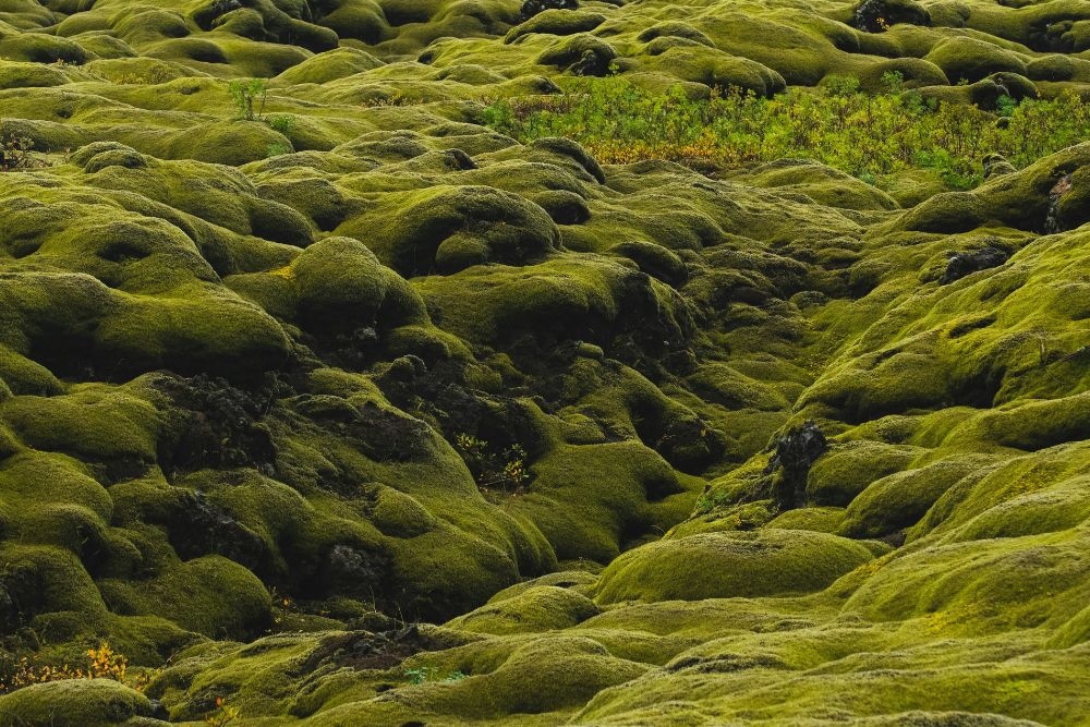 aerial view of iceland lava field with green moss patches
