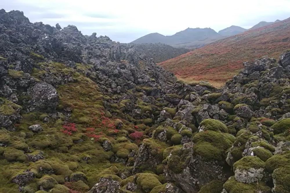 Snaefellsnes: Jules Verne was right about this place berserkjahraun when lava learns to live again