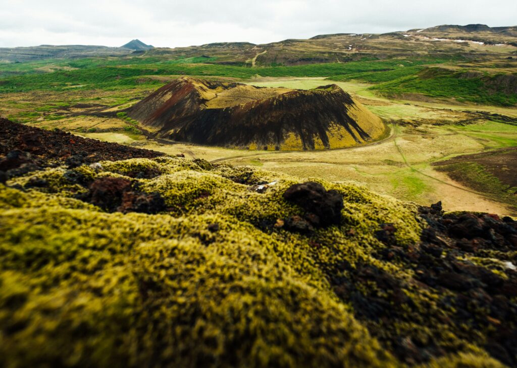 Iceland's arctic moss: Why the ground beneath your feet Is 1,000 years old iceland’s arctic moss