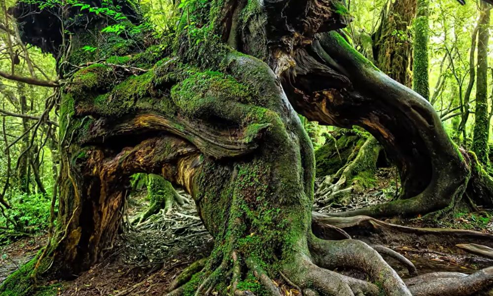 An ancient yakusugi cedar with twisted, moss‑covered roots spreading over granite, surrounded by dense green forest and filtered light.