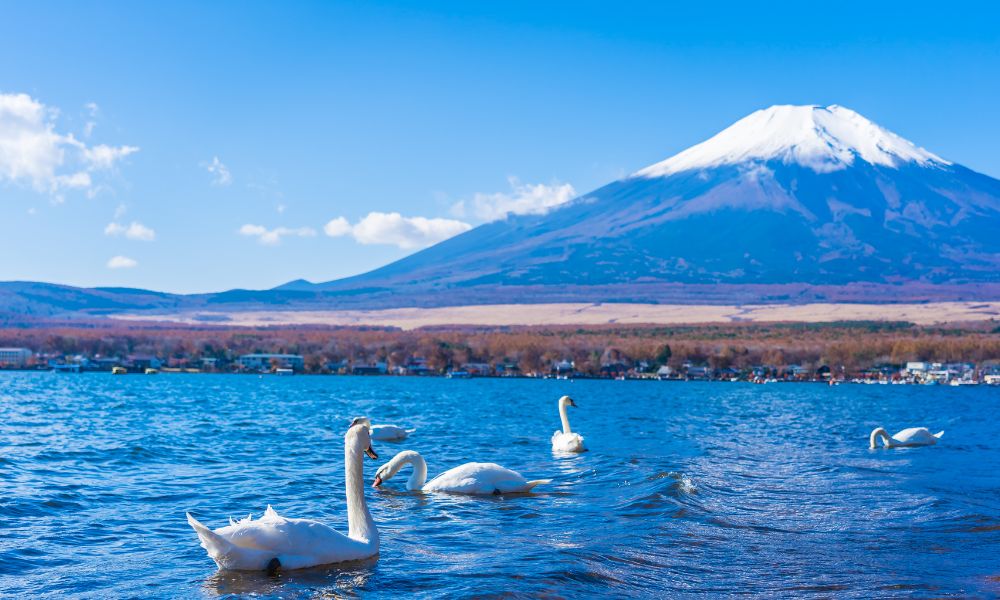 Mount Fuji rising snow‑capped above a calm lake, with its reflection visible on the water.