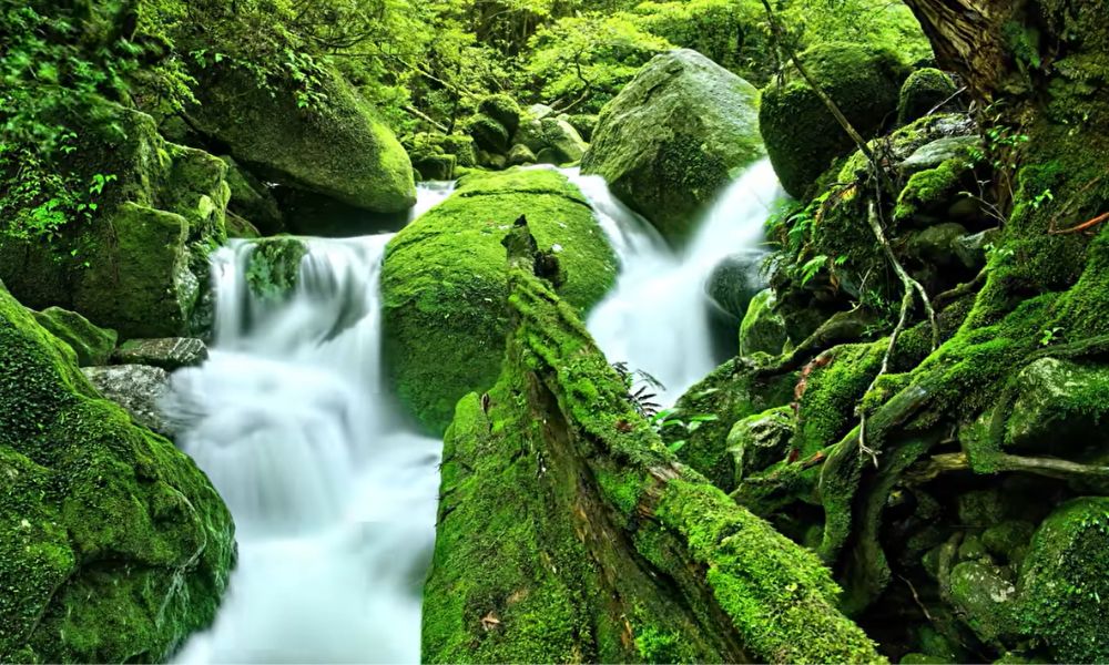A small forest stream flowing over moss‑covered rocks, surrounded by dense green vegetation and soft filtered light in Yakushima’s subtropical forest.