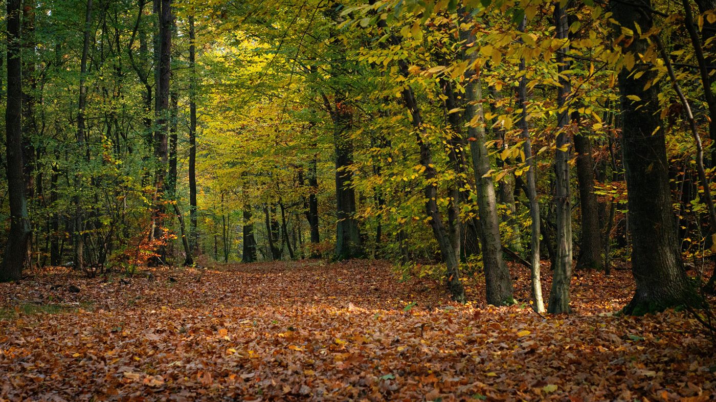 Quiet forest path covered in golden autumn leaves between deciduous trees