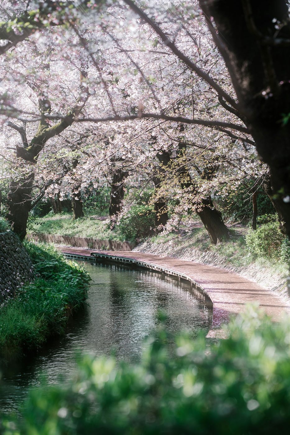 Cherry blossoms in soft bloom arching over a winding Japanese stream in spring