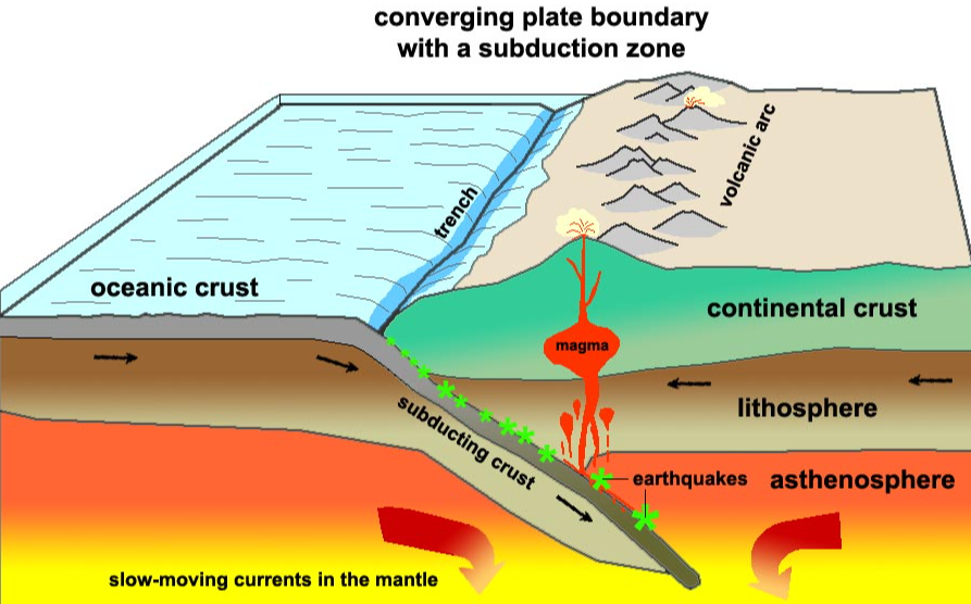 Cross‑section diagram showing oceanic crust subducting beneath continental crust, forming a trench, magma, and volcanic arc.