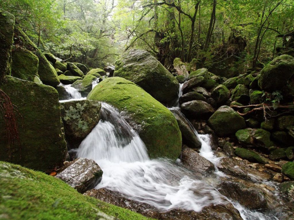 Mossy granite boulders and a misty waterfall in Yakushima's primary forest.