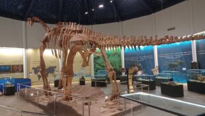 Atlasaurus imelakei skeleton reconstructed and on display at the M'Goun UNESCO Global Geopark museum in Morocco's central High Atlas, a centerpiece of the morocco atlas mountains geological history