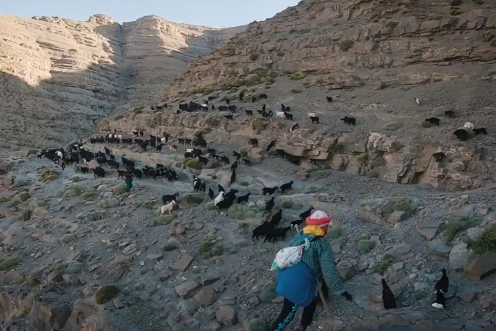 Ait Atta shepherd leading a goat herd through the rocky Jbel Saghro terrain