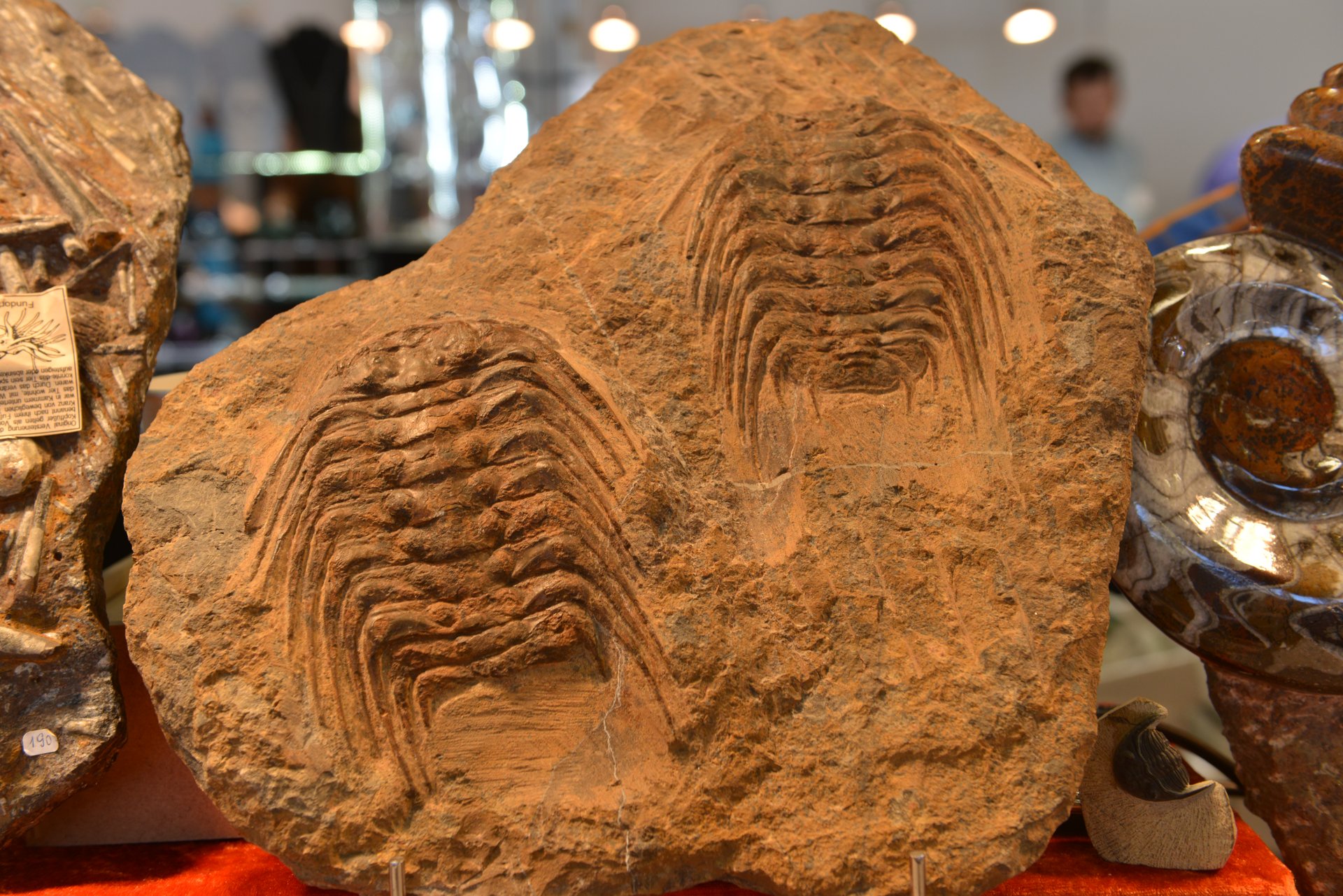 Prepared Moroccan trilobites from the Erfoud fossil trade