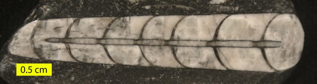 Erfoud fossil trade: orthoceras fossil from the Tafilalt basin, Morocco
