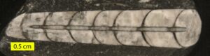 Erfoud fossil trade: orthoceras fossil from the Tafilalt basin, Morocco