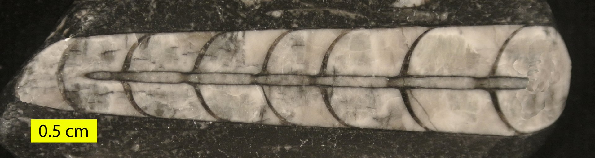Erfoud fossil trade: orthoceras fossil from the Tafilalt basin, Morocco