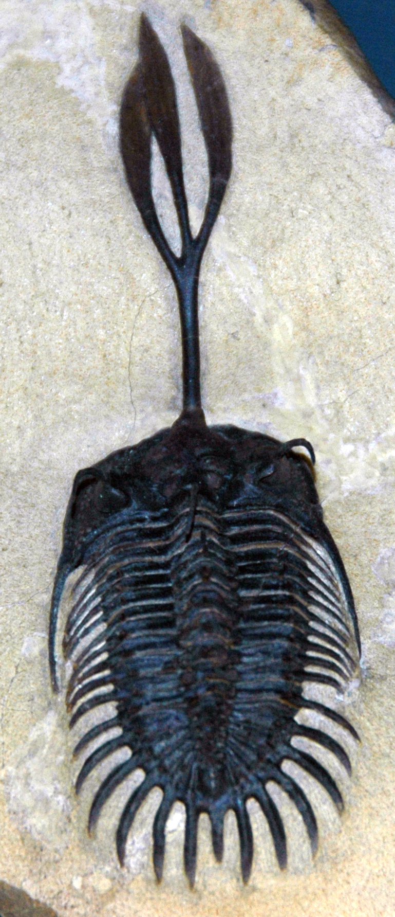 Walliserops trifurcatus trilobite fossil, Devonian, Morocco