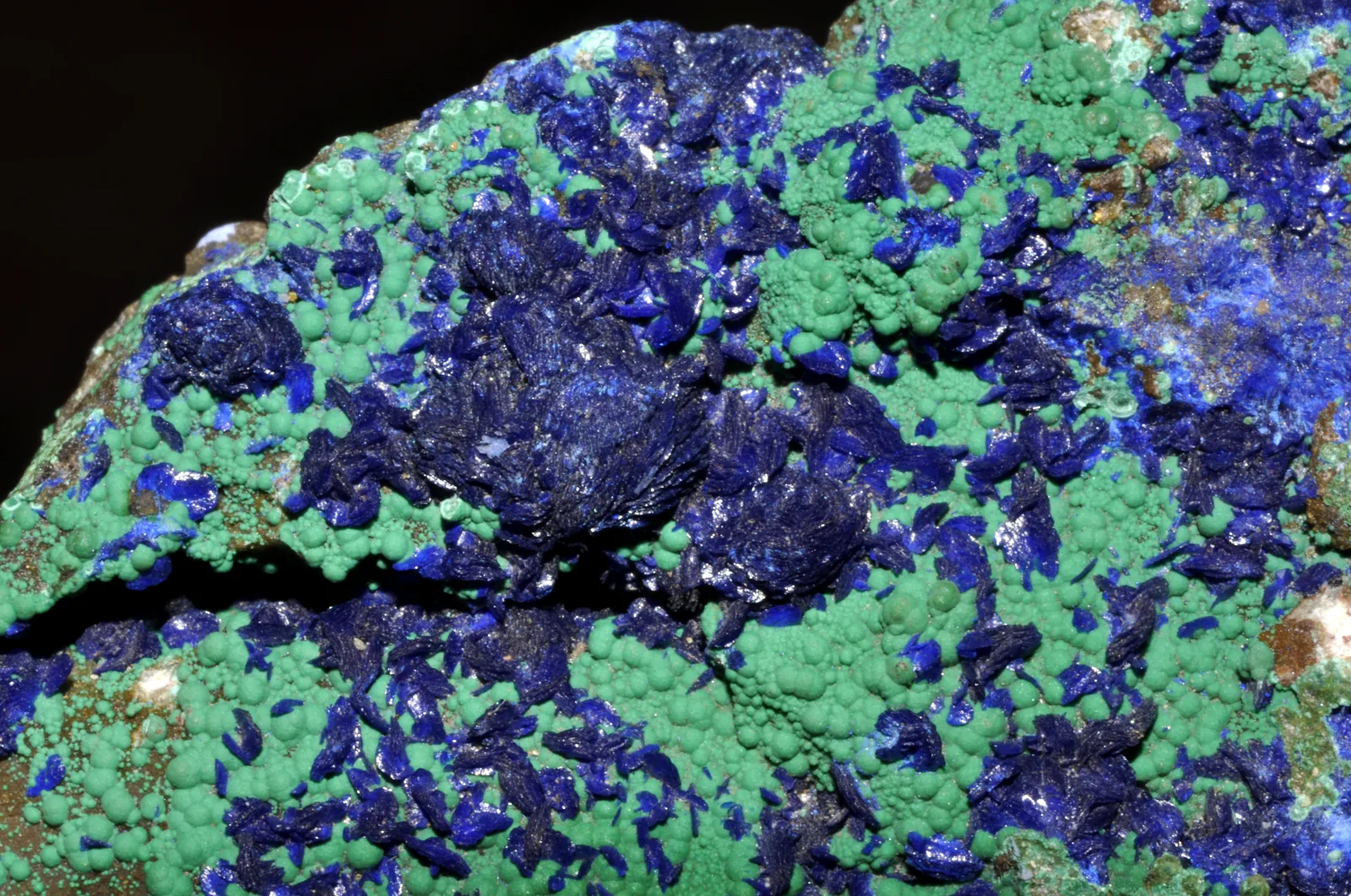 Crystallized azurite on nodular malachite, a copper mineral specimen from Morocco