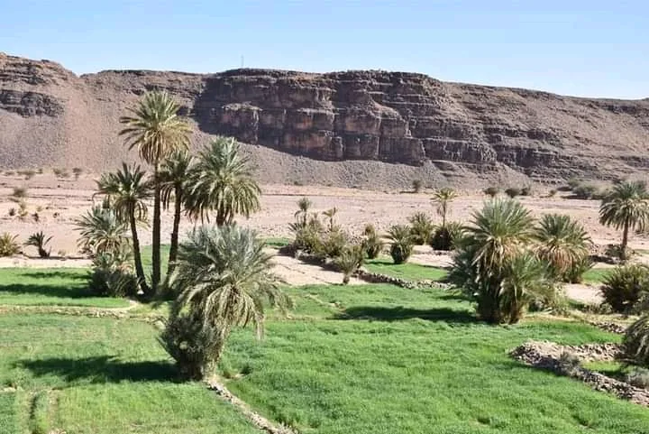 Palm oasis and cliff at Foum Zguid on the edge of the Anti-Atlas